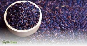 Gạo lứt là gạo gì? Hình ảnh gạo lứt tím than giúp nhận biết màu sắc đặc trưng, giá trị dinh dưỡng và ứng dụng trong chế độ ăn Healthy.